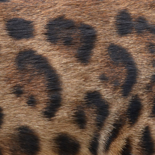 Clouded rosetting with paw prints