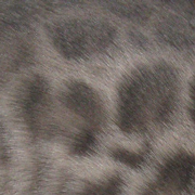 Blue bengal pattern