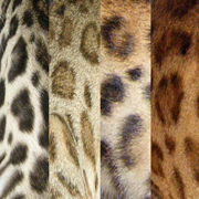 Brown bengal patterns