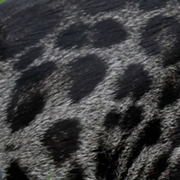 Charcoal bengal pattern