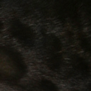 Melanistic bengal pattern