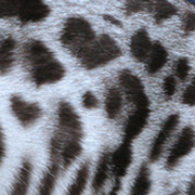 Silver bengal pattern