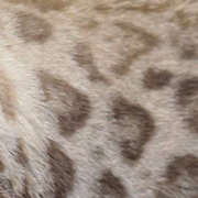 Snow bengal pattern