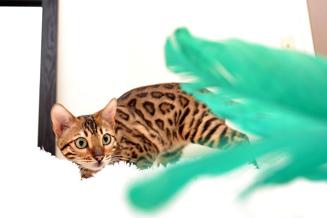 What to Feed Your (Bengal) Cat Wildwood Bengals